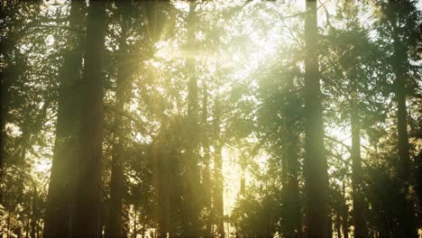 hyperlapse-in-sequoia-forest-from-sunrise